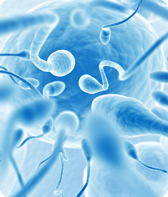 Male sperm