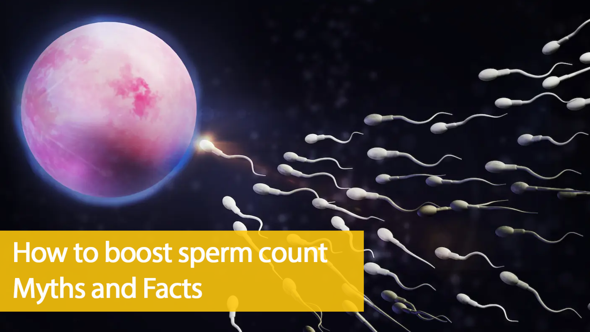Sperm Count- Myths and Facts
