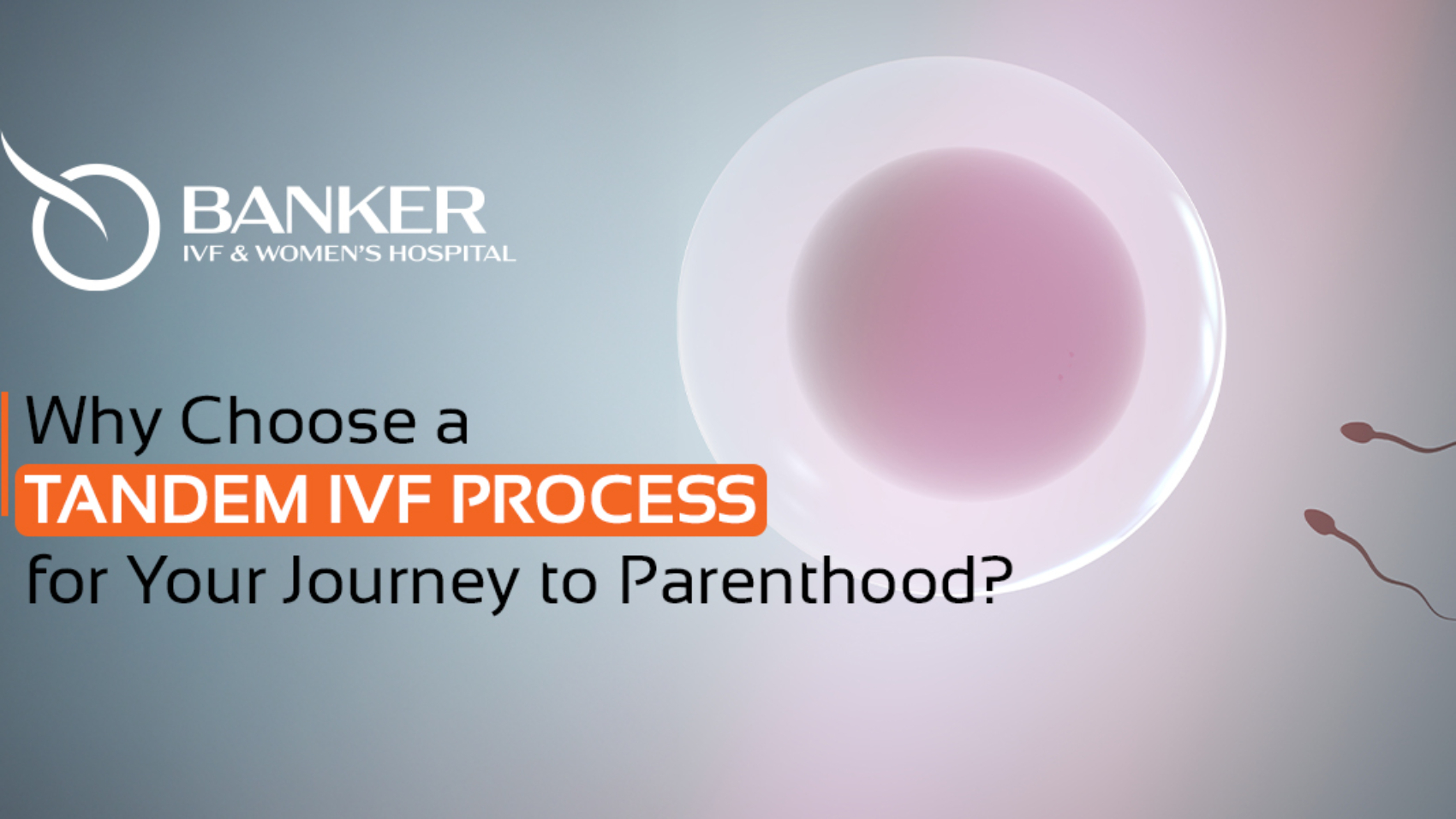 IVF Process